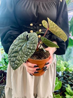 Anthurium Luxurians fi12