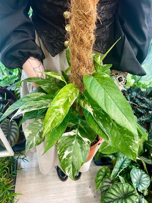 Epipremnum Pinnatum Variegata (cocos pole) fi17