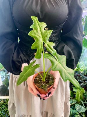 Alocasia Portei fi10,5