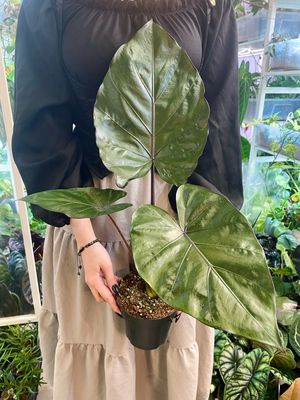 Alocasia Metalhead fi14