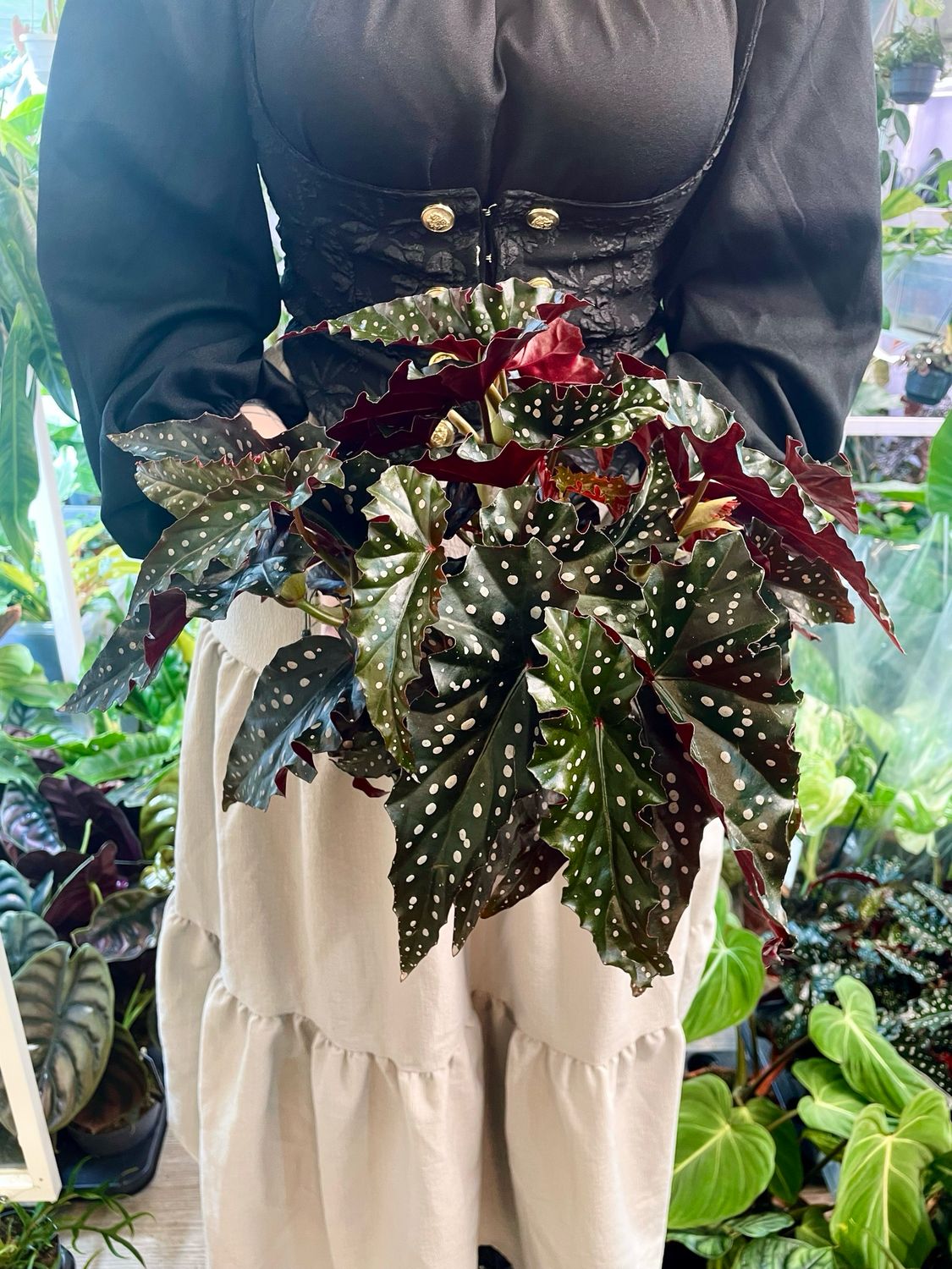 Begonia maculata Black Forest (crna točkasta begonija) fi14