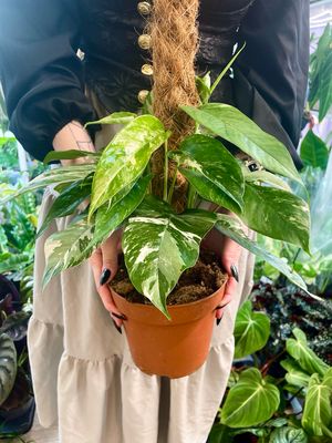 Epipremnum Pinnatum Variegata (cocos pole) fi17