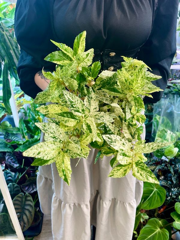 Pellionia repens Variegata fi12
