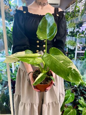 Philodendron Jose Buono fi15
