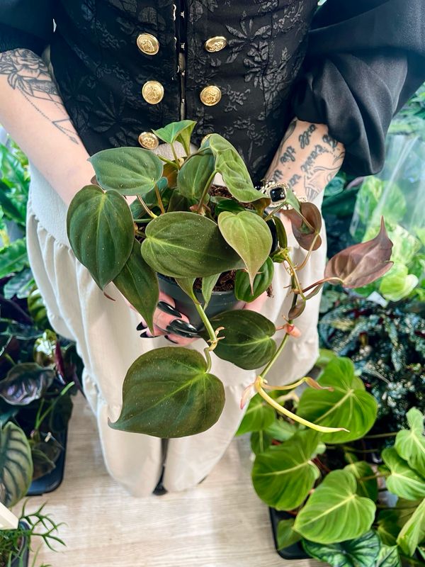 Philodendron Micans fi12