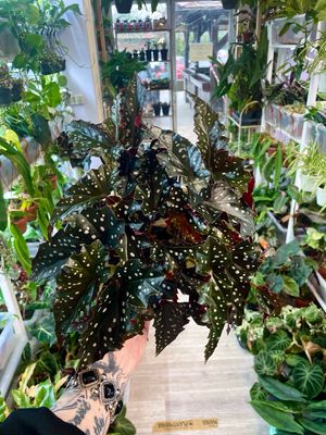 Begonia maculata Black Forest (crna točkasta begonija) fi14