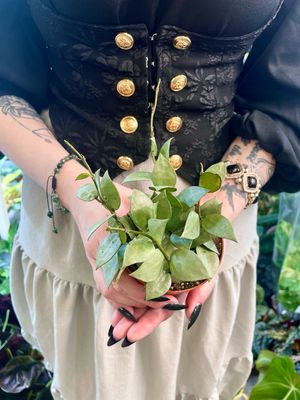 Hoya eskimo fi9