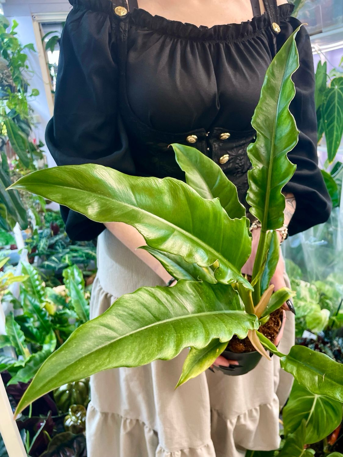 Philodendron narrow escape fi14