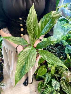 Spathiphyllum diamond peace lilly fi12
