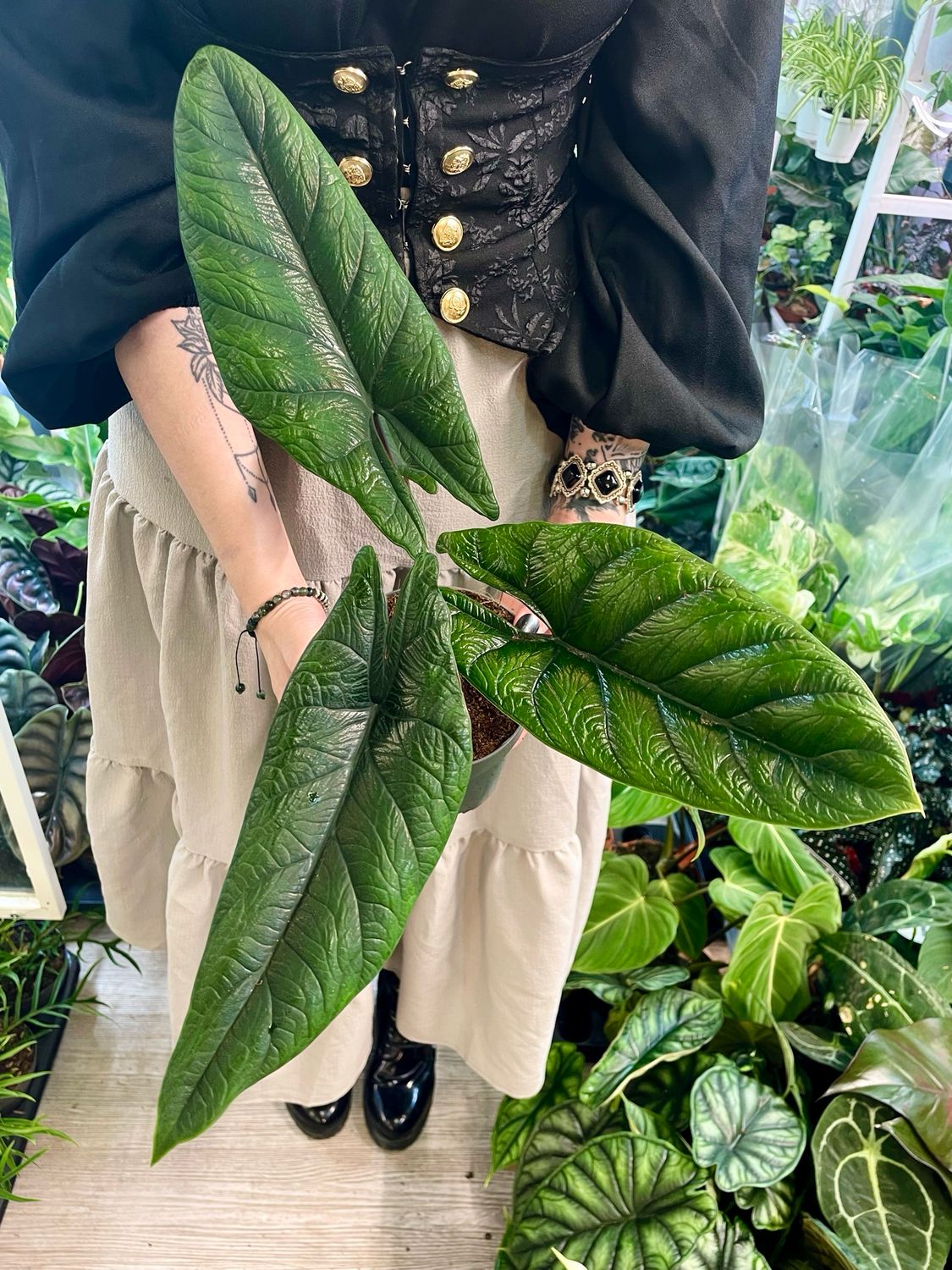 Alocasia Scalprum fi14