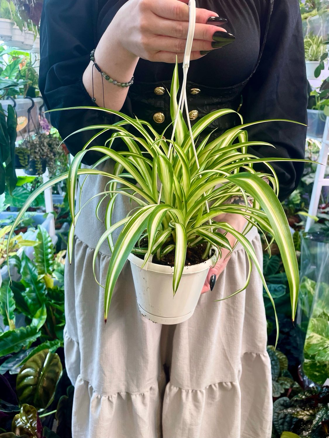 Chlorophytum variegatum (spider plant/zeleni ljiljan) visilica fi13