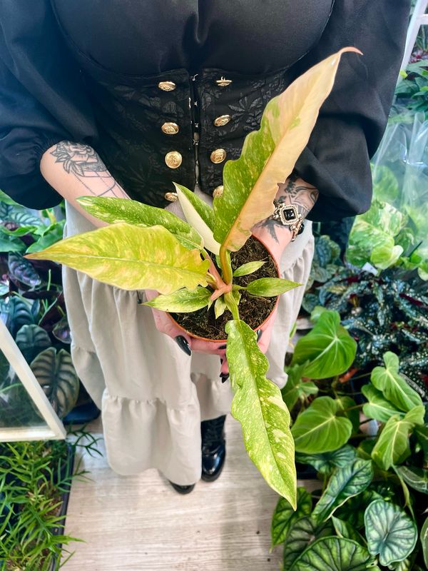 Philodendron Ring Of Fire fi12