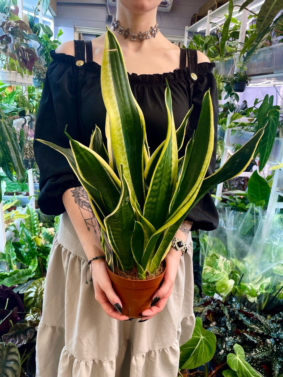 Sansevieria trifasciata night shade (snake plant/svekrvin jezik) fi14