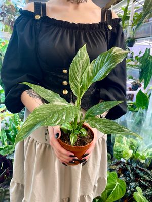 Spathiphyllum diamond peace lilly fi12