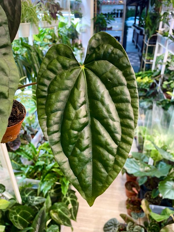 Anthurium Papillilaminim x Luxurians