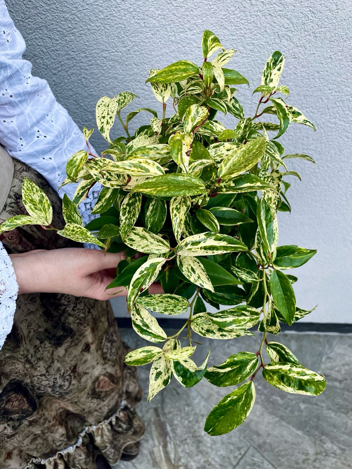Leucothoe fontanesiana &#39;Makijaz&#39; fi17