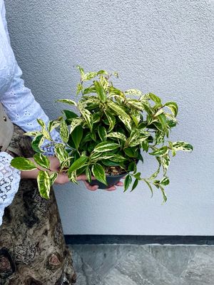 Leucothoe fontanesiana &#39;Makijaz&#39; fi17