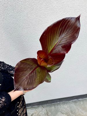 Ensete ventricosum maurelii red banana/ crvena banana fi14
