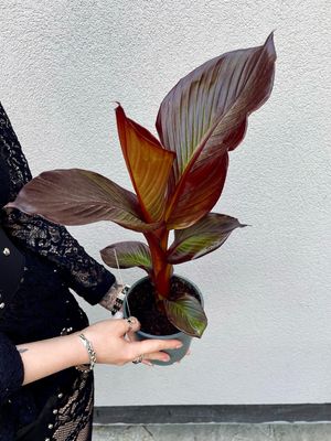 Ensete ventricosum maurelii red banana/ crvena banana fi14