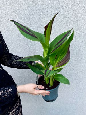 Canna Cleopatra KANA fi17