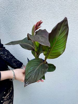Canna pacific beauty/atlantic beauty KANA fi14