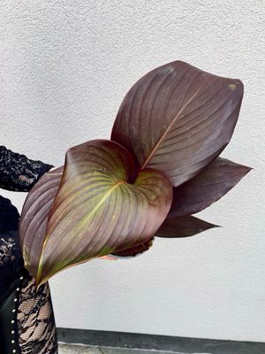 Canna mix dark red KANA fi17