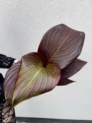 Canna mix dark red KANA fi17