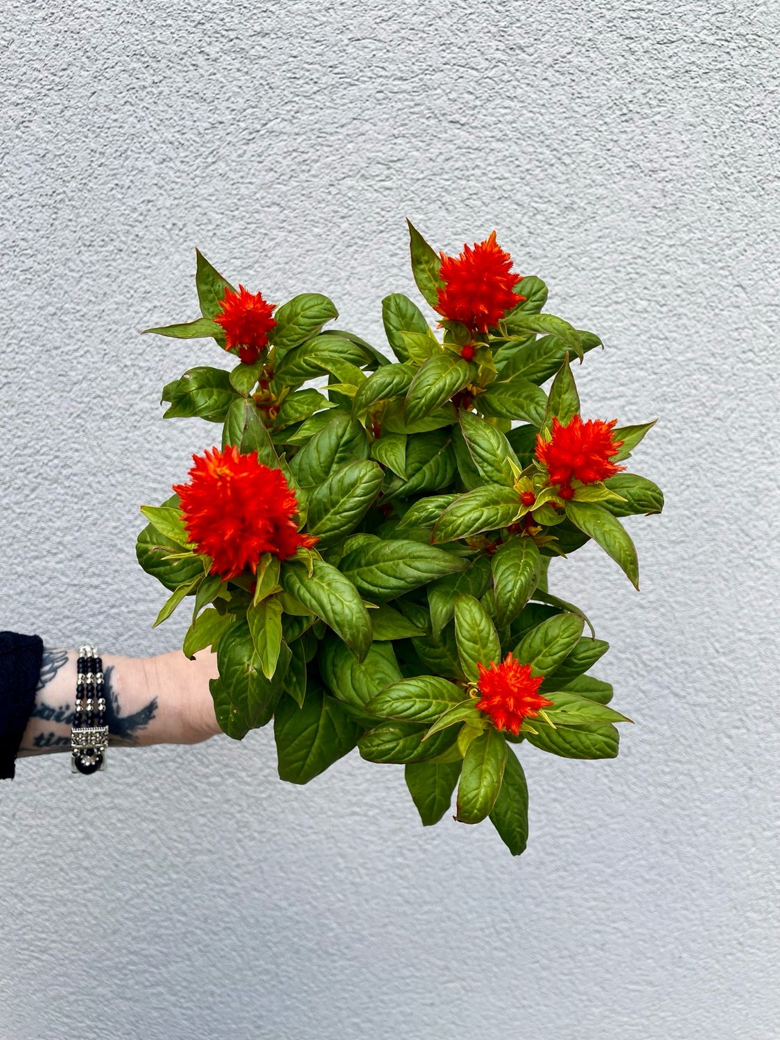 Celosia argentea plumosa fire orange fi12