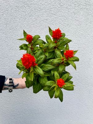Celosia argentea plumosa fire orange fi12