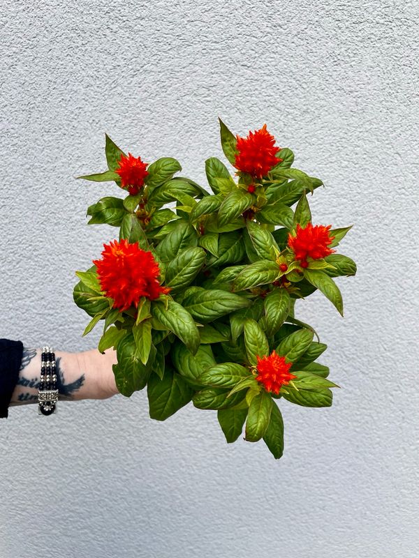 Celosia argentea plumosa fire orange fi12