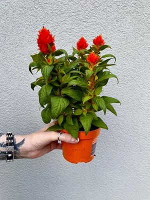 Celosia argentea plumosa fire orange fi12