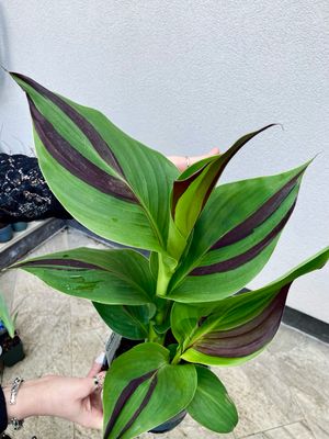 Canna Cleopatra KANA fi17