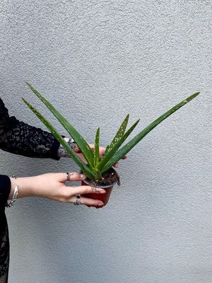 Aloe Vera fi10,5 