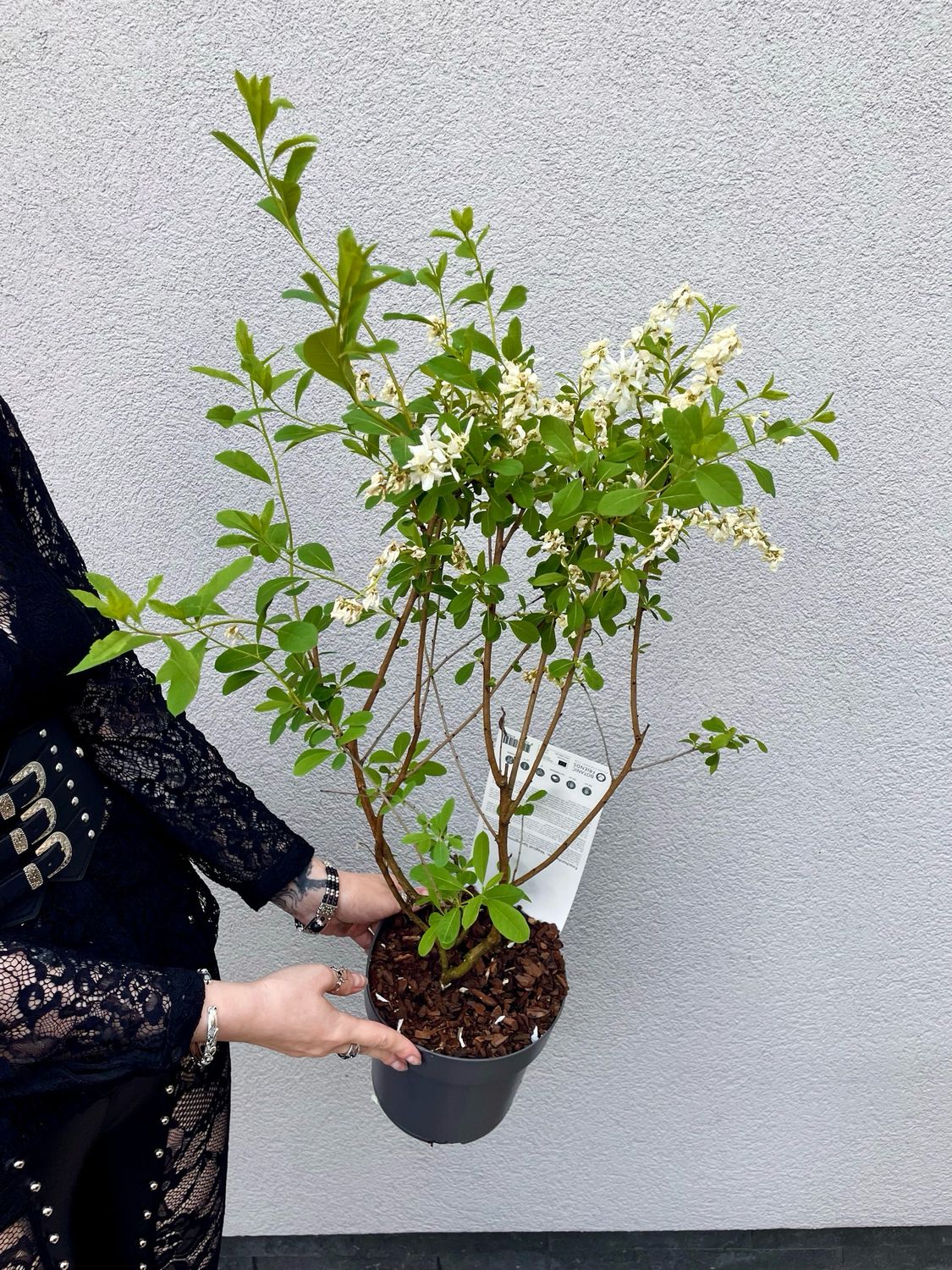 Exochorda racemosa magical springtime fi19