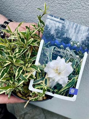 Gardenia jasminoides Golden Crown fi15