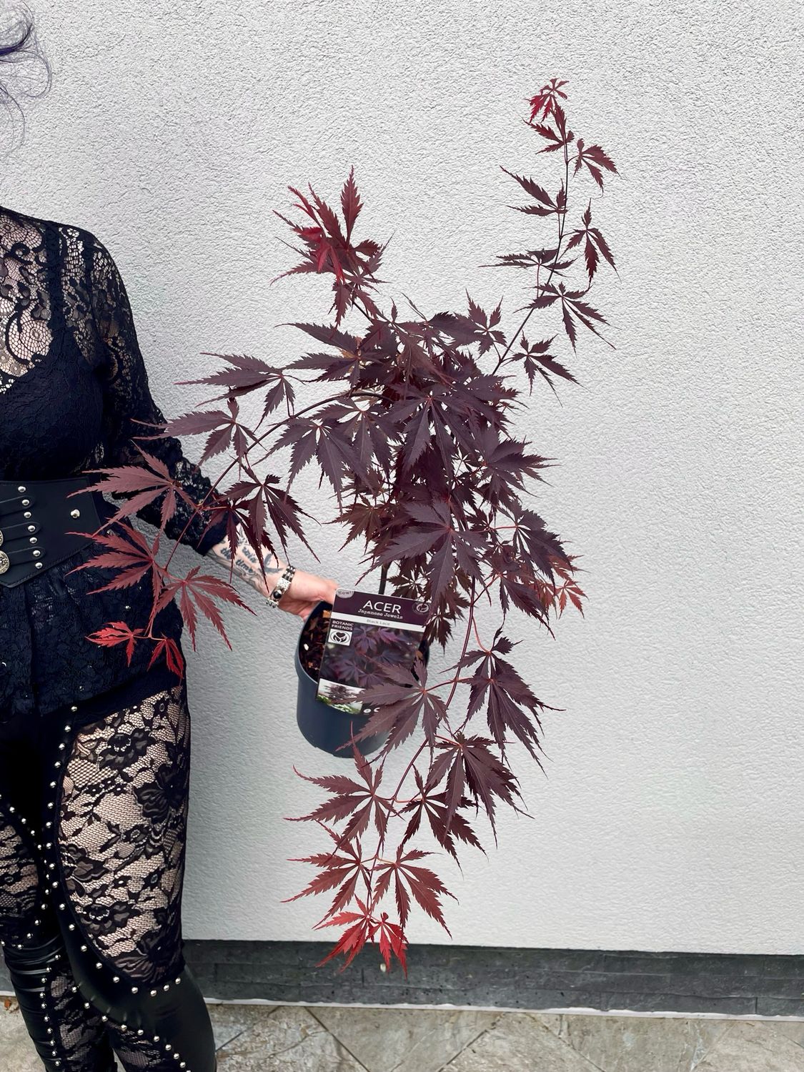 Acer palmatum black lace fi19