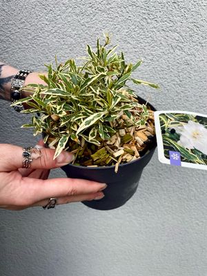 Gardenia jasminoides Golden Crown fi15