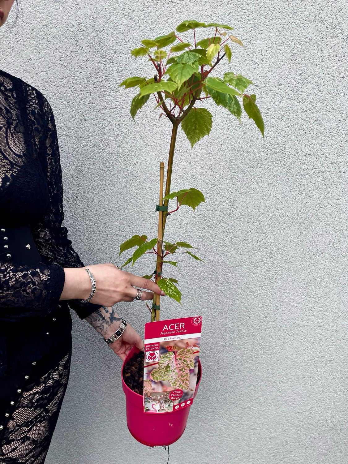 Acer conspicuum &#39;Red Flamingo&#39; fi19