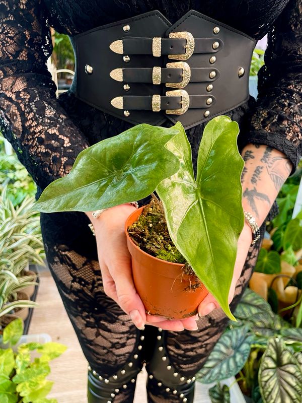 Alocasia nycteris Bat wing fi10,5