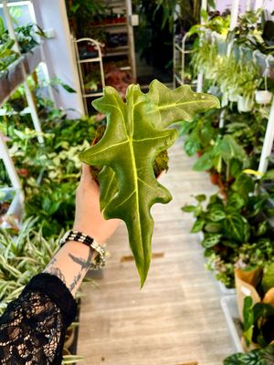 Alocasia Portei fi10,5