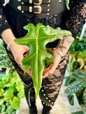 Alocasia Portei fi10,5