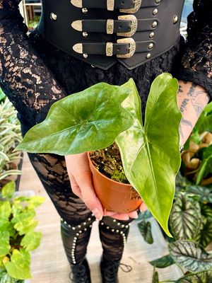 Alocasia nycteris Bat wing fi10,5