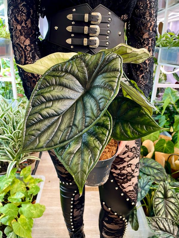 Alocasia Dragon Scale fi14