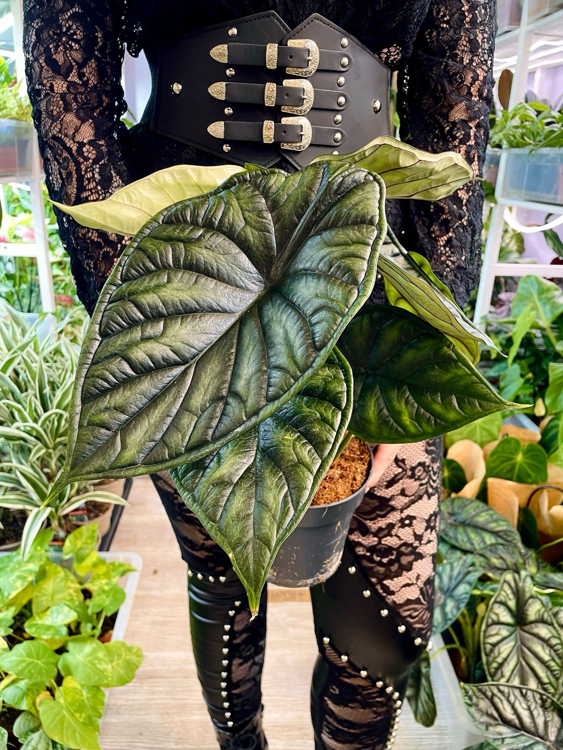 Alocasia Dragon Scale fi14