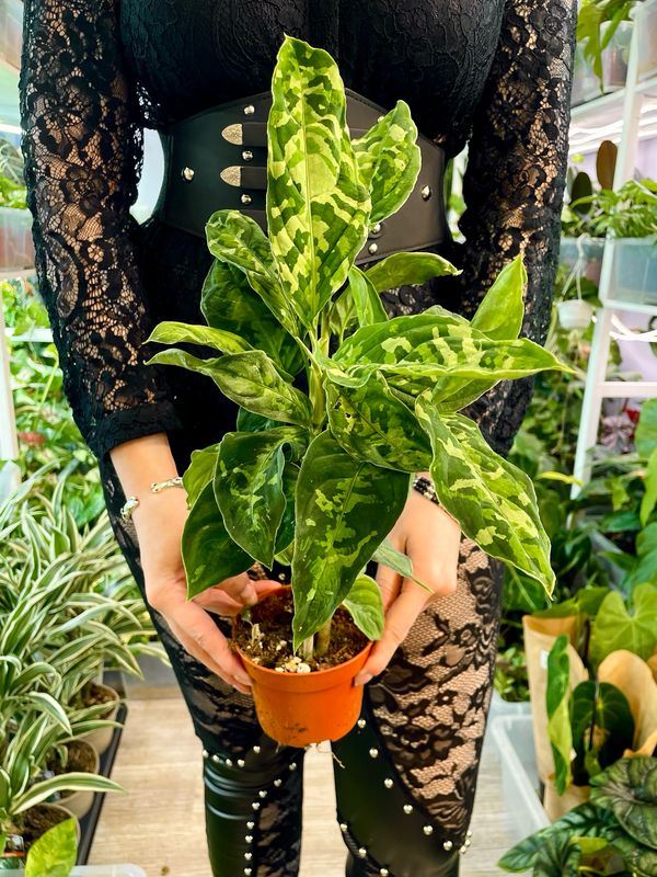 Aglaonema pictum tricolor fi10,5