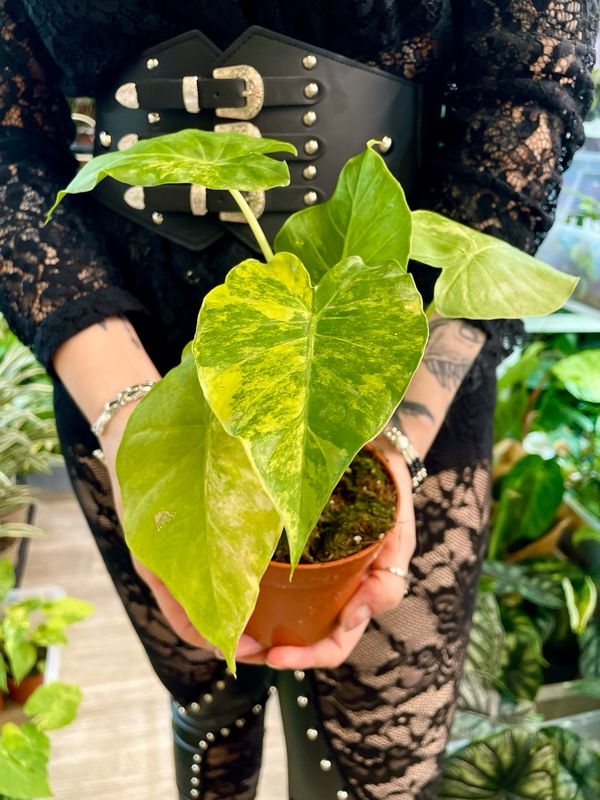 Alocasia gageana (odora California) Aurea fi10,5