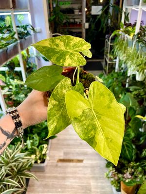 Alocasia gageana (odora California) Aurea fi10,5