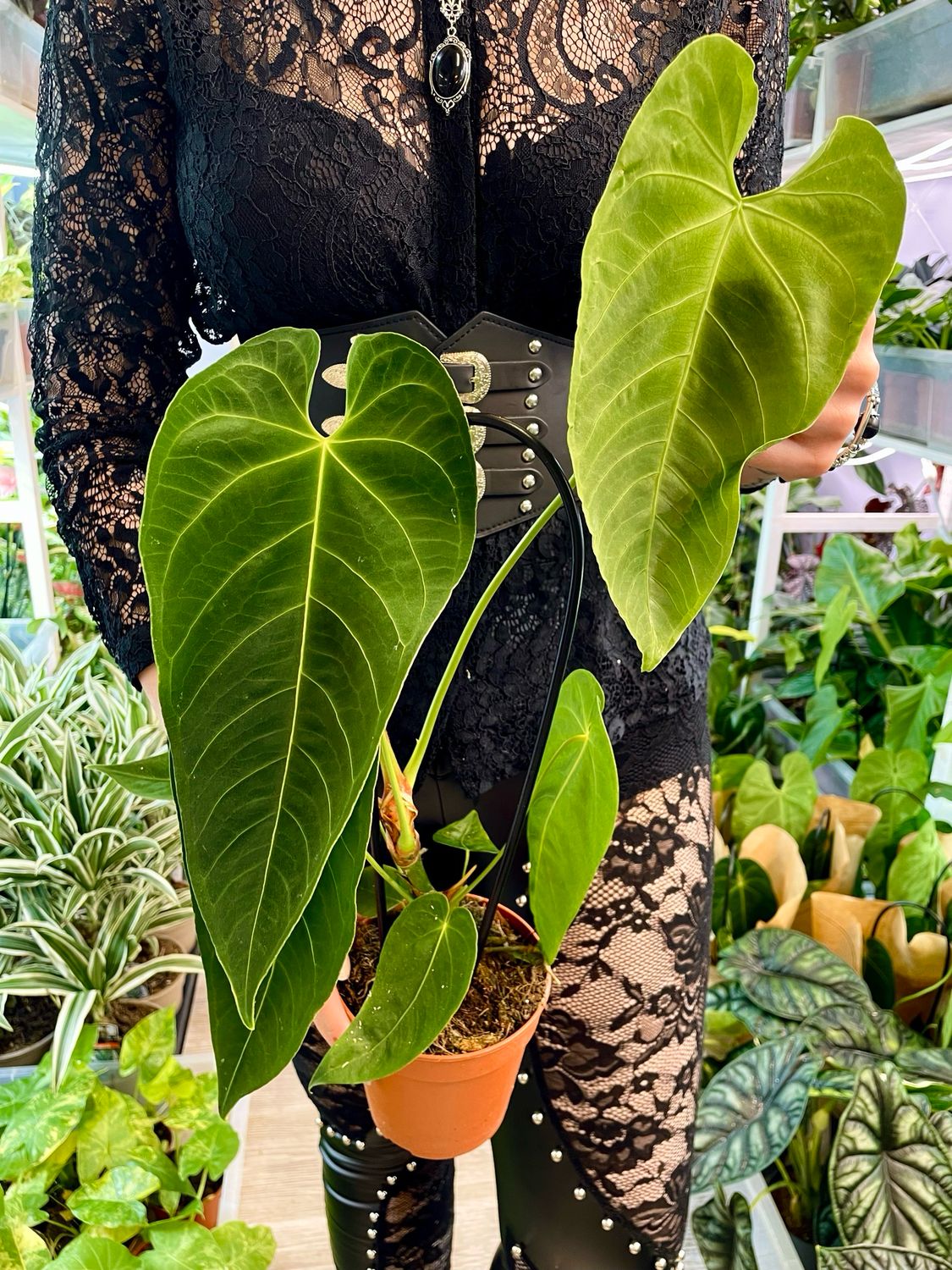 Anthurium Queremalense fi12
