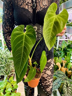 Anthurium Queremalense fi12