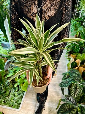 Dracaena fragrans White stripe (Drvo života) fi17